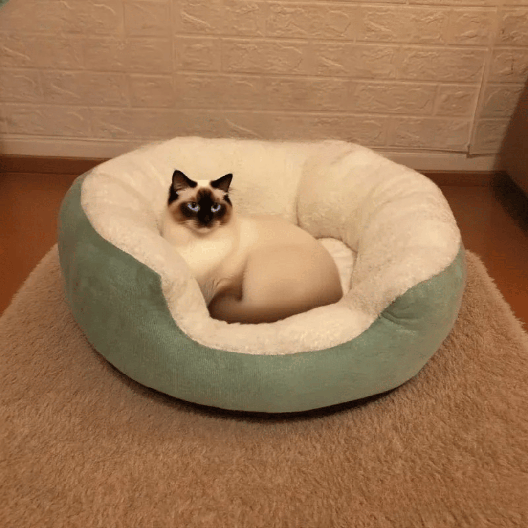 Orthopädisches Plüschbett – Weiches Haustierbett mit Rückenlehne für Katzen & kleine Hunde, ganzjährig bequem & pflegeleicht - fellfunk.de