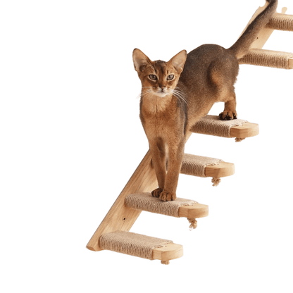 FellFunk Wand - Katzenbaum – Wandregale mit Kratzstamm, Hängematte, Kletterplattform & Seilleiter aus Holz - fellfunk.de