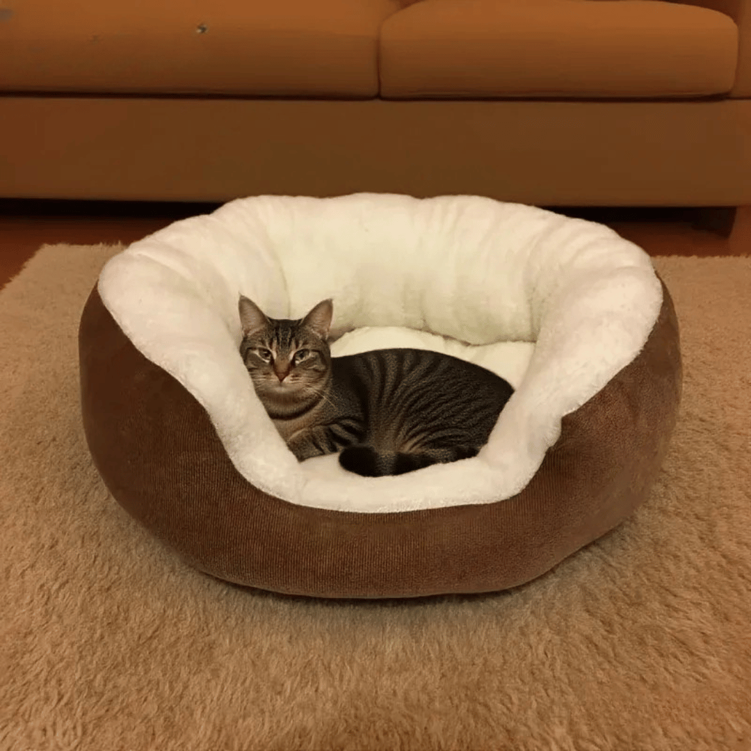 Orthopädisches Plüschbett – Weiches Haustierbett mit Rückenlehne für Katzen & kleine Hunde, ganzjährig bequem & pflegeleicht - fellfunk.de