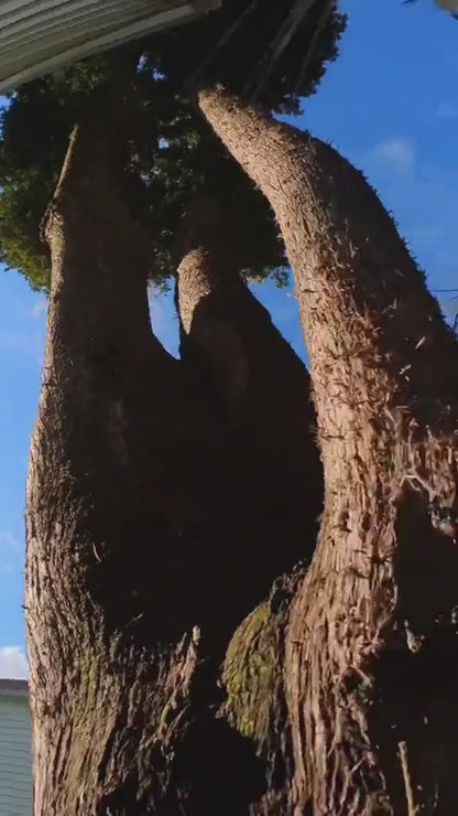 Halsband-Kamera – Kabellose 1080p HD Kamera für Hunde & Katzen, Videoaufzeichnung ohne WLAN, leicht & ideal für Abenteuer